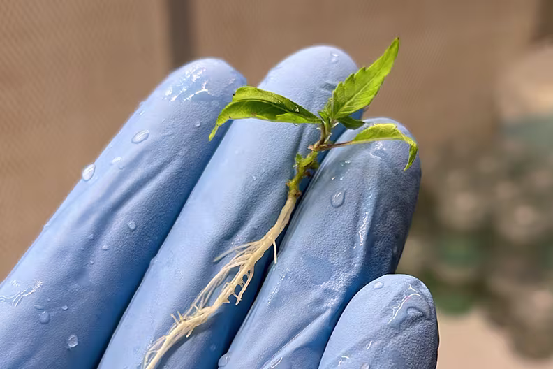 Nexleaf technician holding cannabis cutting in gloved hand for tissue culture process