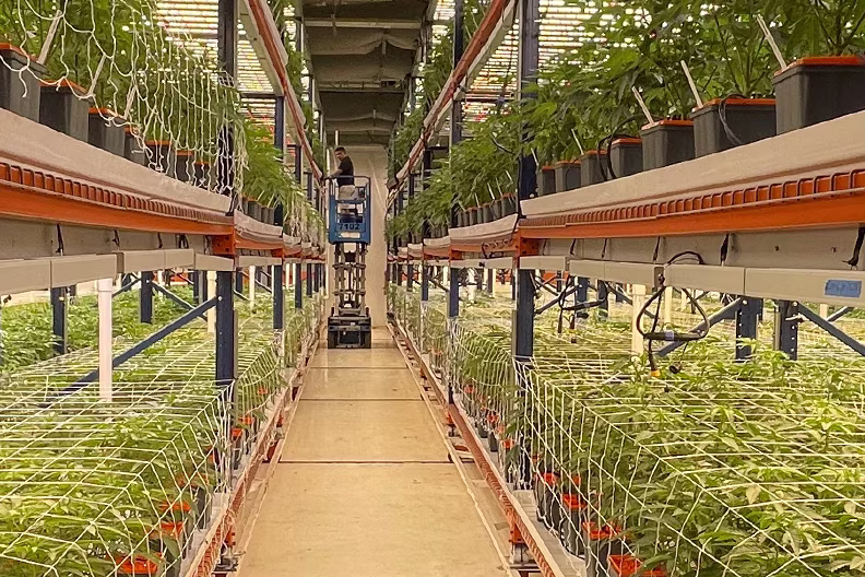 Nexleaf indoor cultivation facility with cannabis plants and LED lighting system