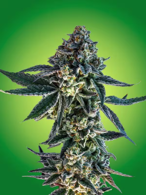 Nexleaf hybrid cannabis bud with vibrant leaves on green background