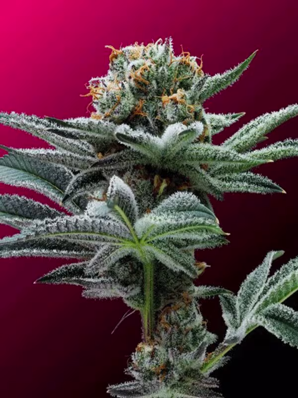 Nexleaf marijuana strain with frosty trichomes on red backdrop