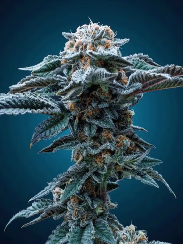 Nexleaf premium weed strain with crystal-covered buds on blue background