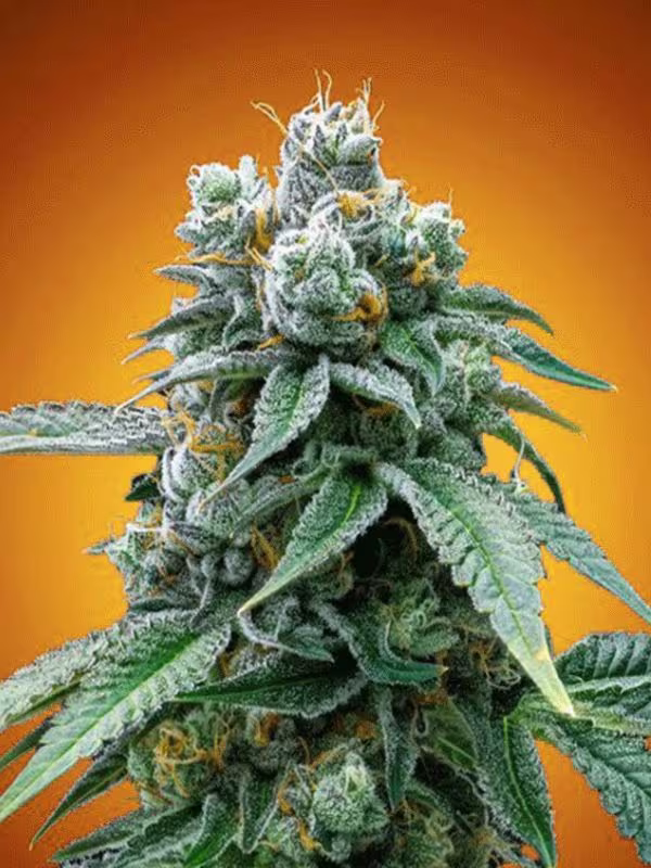 Nexleaf cannabis strain with dense green buds on orange background