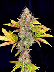 Nexleaf Chem Chillz cannabis strain - GMO x Sunset Sherbert balanced hybrid