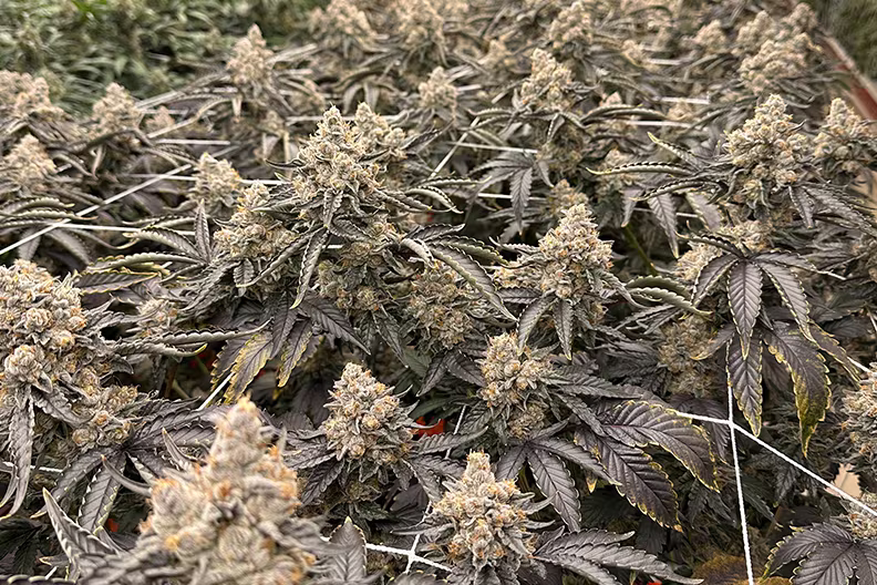 Nexleaf-Large batch of harvested cannabis leaves