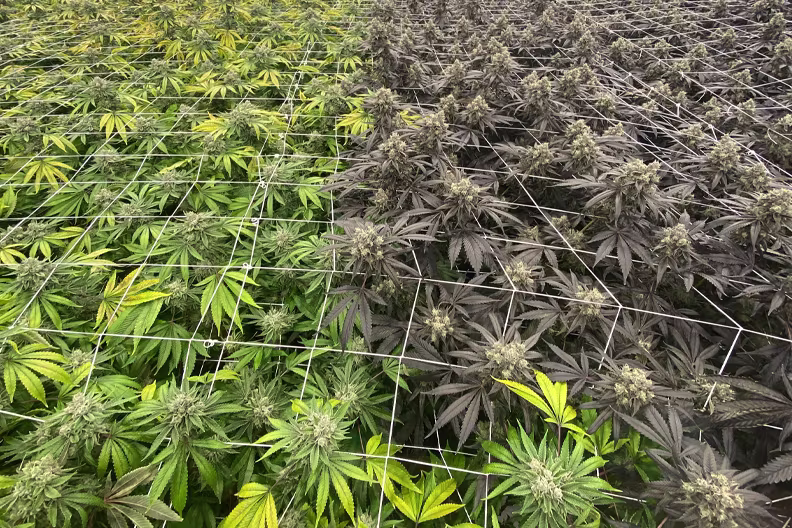 Nexleaf-cannabis cultivation with rows of flowering plants under grow lights