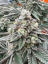 Nexleaf ZBelts cannabis strain - Zkittlez x Moonbow hybrid