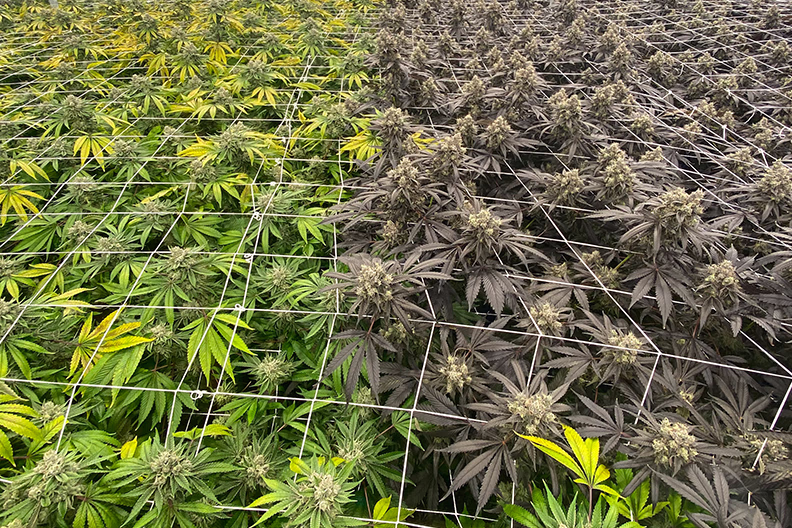 Nexleaf-cannabis cultivation with rows of flowering plants under grow lights