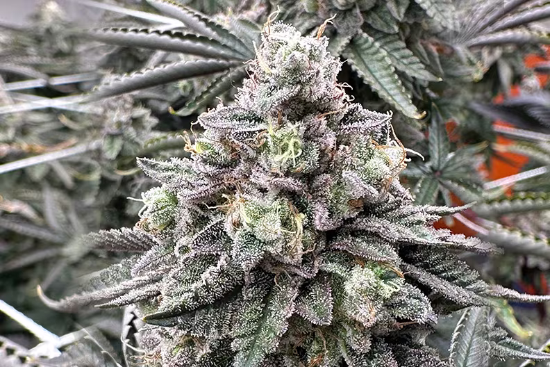 Nexleaf-Rainbow plant
